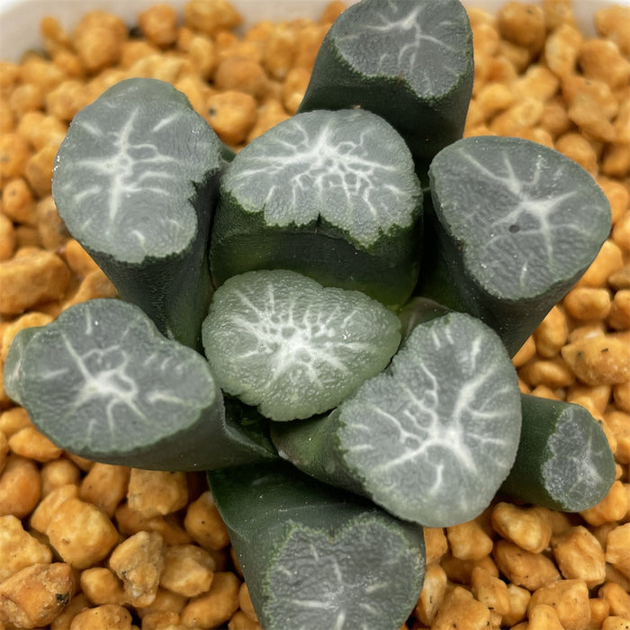 Haworthia Maughanii 'Unmei' Big size
