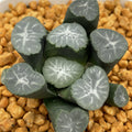 Haworthia Maughanii 'Unmei' Big size