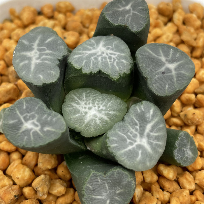 Haworthia Maughanii 'Unmei' Big size