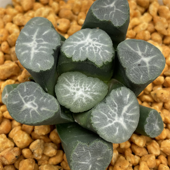 Haworthia Maughanii 'Unmei' Big size