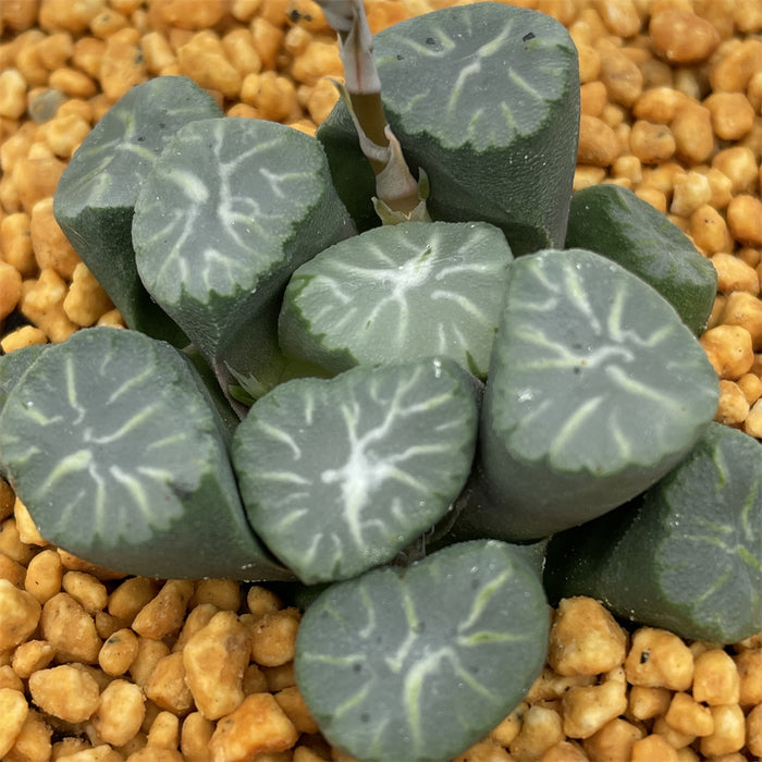 Haworthia Maughanii Virgin Fountain