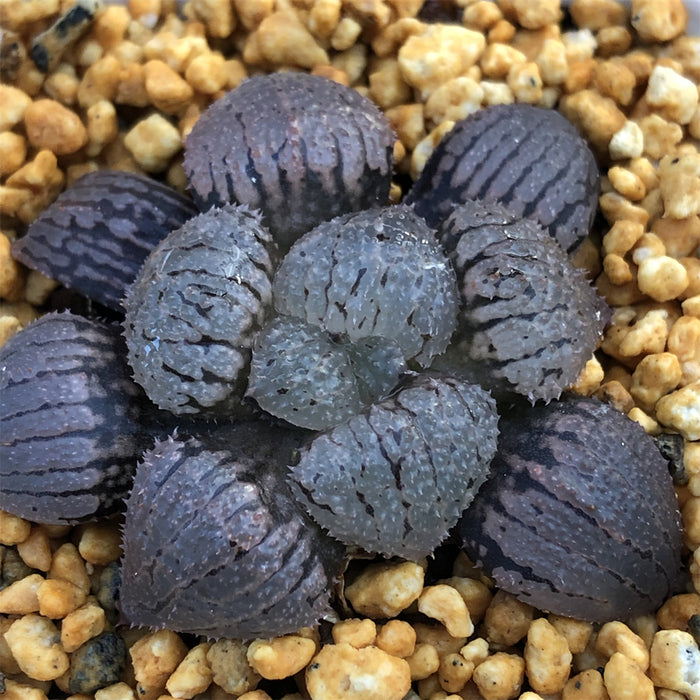 Haworthia 'Murasaki Taiyo' Other