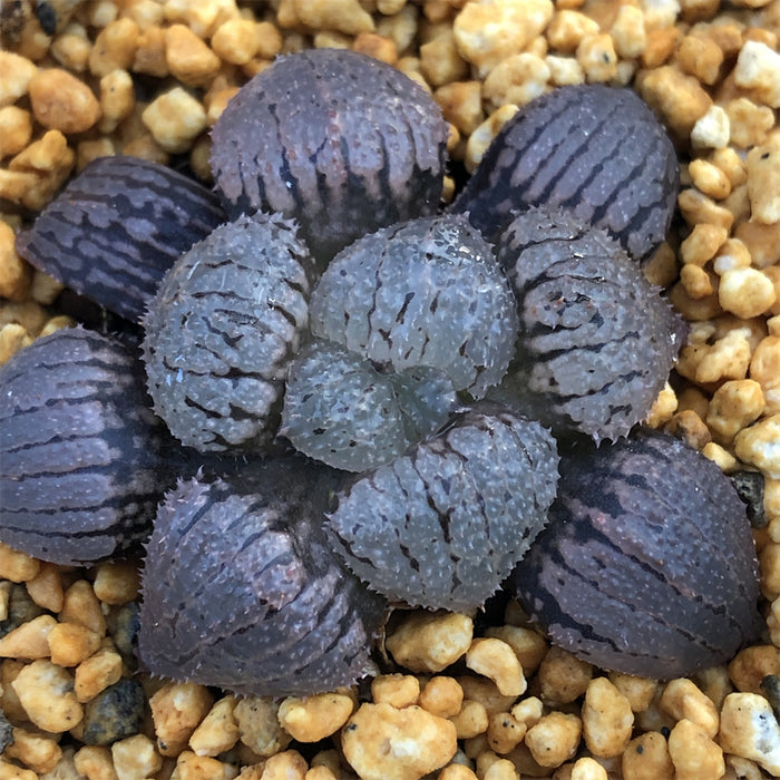 Haworthia 'Murasaki Taiyo' Other
