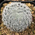 Haworthia Odetteae Other