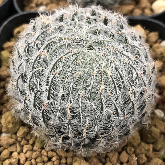 Haworthia Odetteae Other