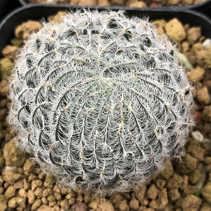 Haworthia Odetteae Other