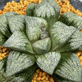 Haworthia Picta 'Ozawa'