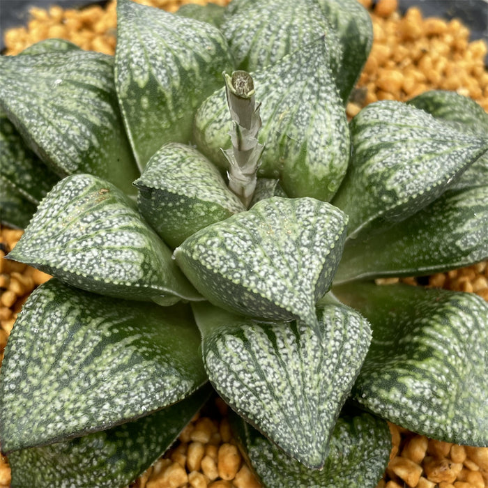 Haworthia Picta 'Ozawa'