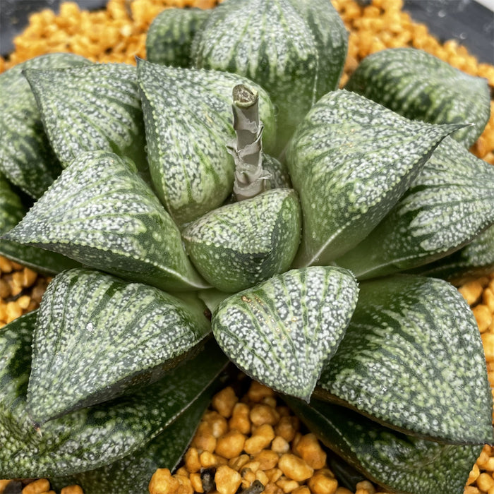 Haworthia Picta 'Ozawa'
