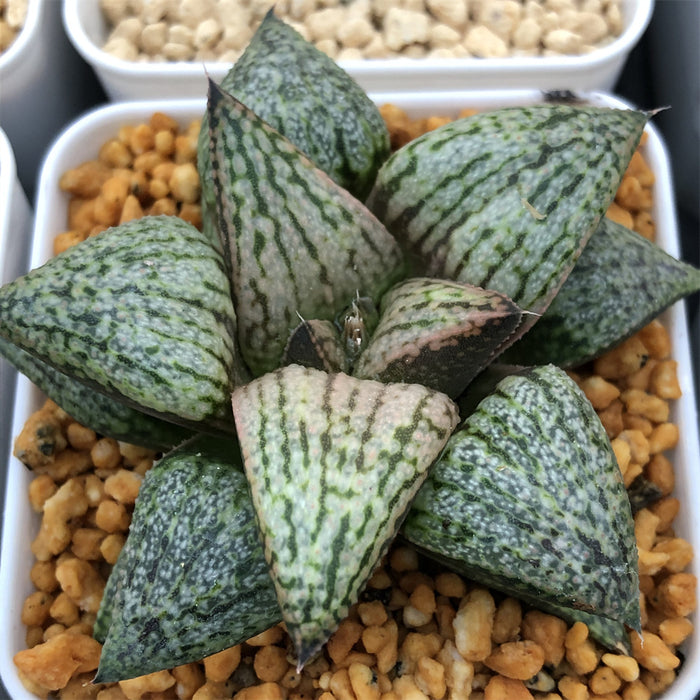 Haworthia Picta 'Red Fox'