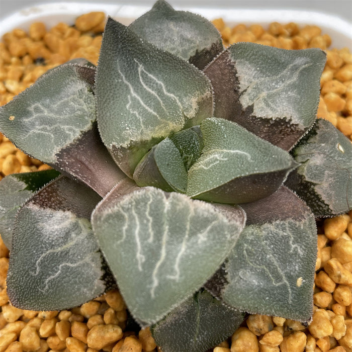 Haworthia Pygmaea Hybrid