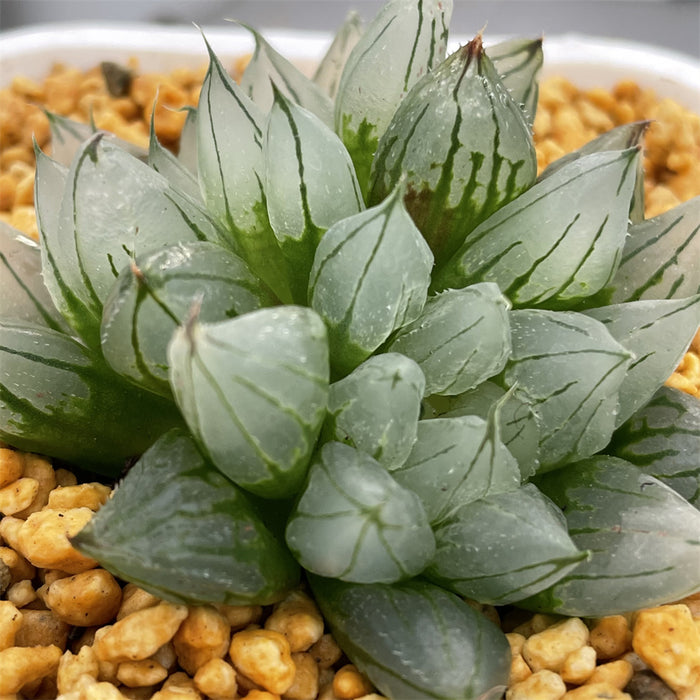 Haworthia Sciaky Other