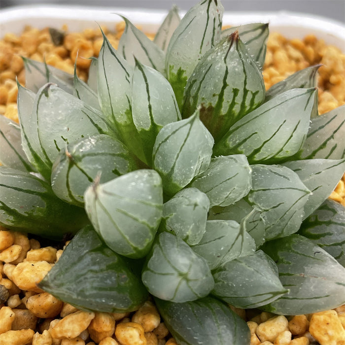Haworthia Sciaky Other