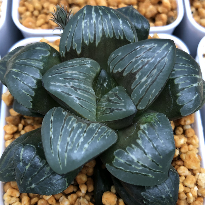 Haworthia Silver Mutica Other
