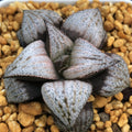 Haworthia Splendens 'Natalie'