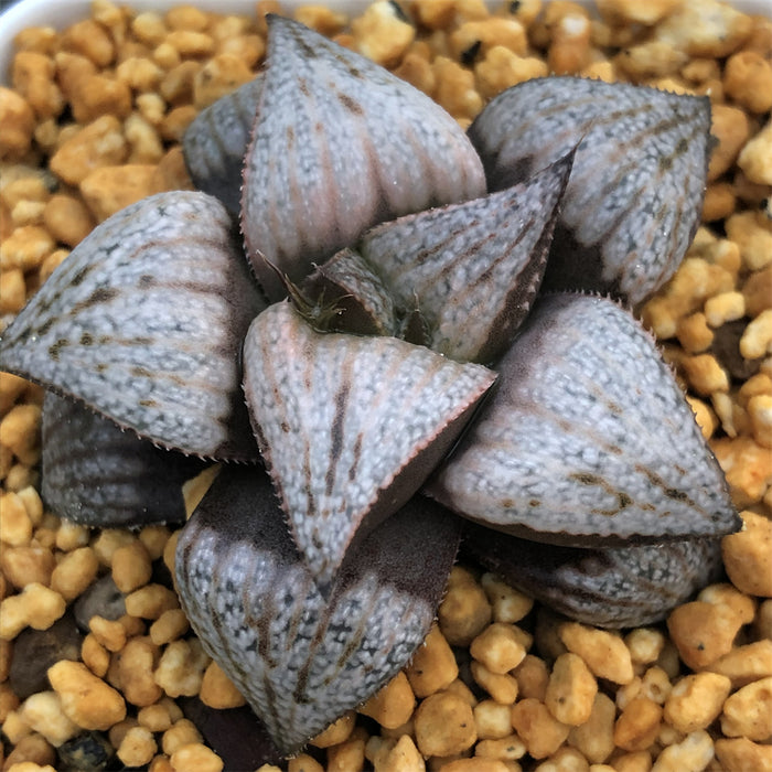 Haworthia Splendens 'Natalie'