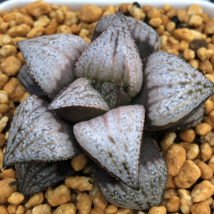 Haworthia Splendens 'Natalie'