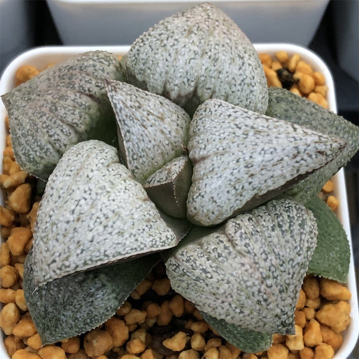 Haworthia Splendens 'Shirabyoushi'
