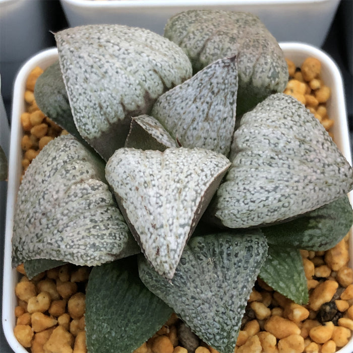 Haworthia Splendens 'Shirabyoushi'