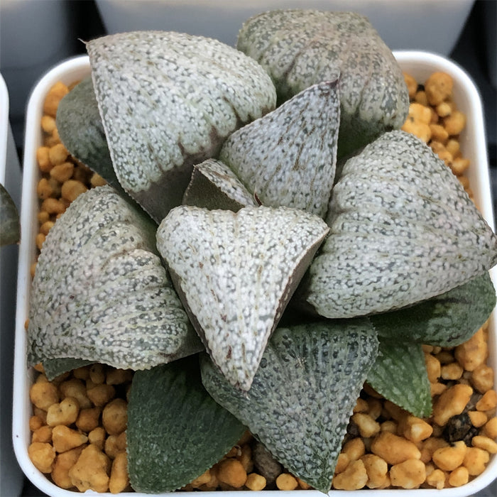 Haworthia Splendens 'Shirabyoushi'