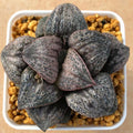 Haworthia Splendens 'White Macrosa'