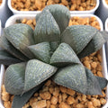 Haworthia Splendens