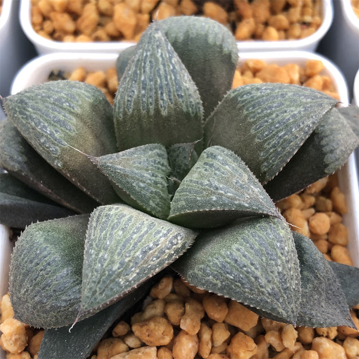 Haworthia Splendens