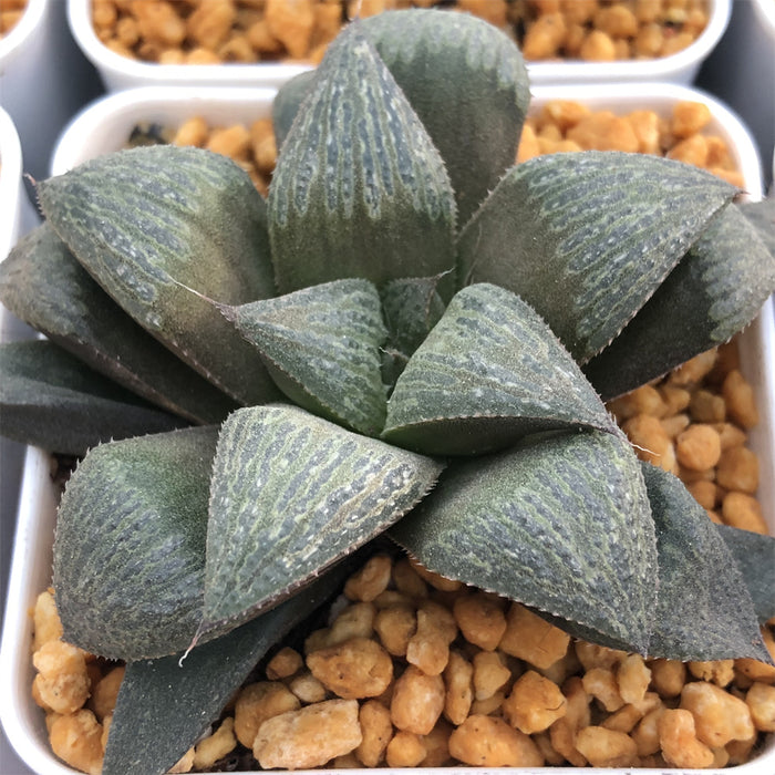 Haworthia Splendens