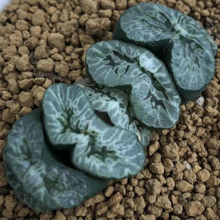 Haworthia Truncata 'Atsumori'