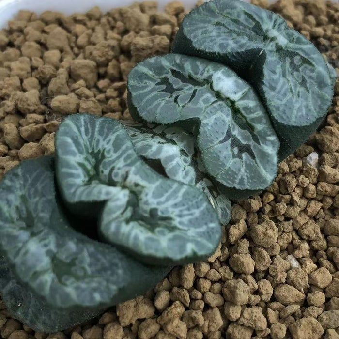 Haworthia Truncata 'Atsumori'