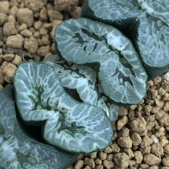 Haworthia Truncata 'Atsumori'