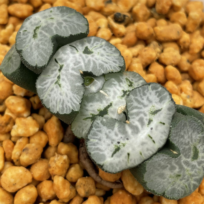 Haworthia Truncata 'Double Swallow'