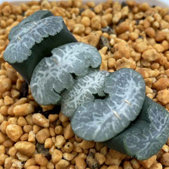 Haworthia Truncata 'Sprite'