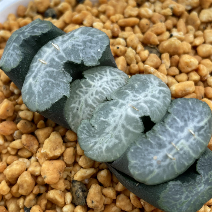 Haworthia Truncata 'Sprite'