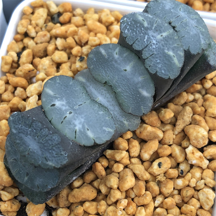 Haworthia Truncata 'White Jade'