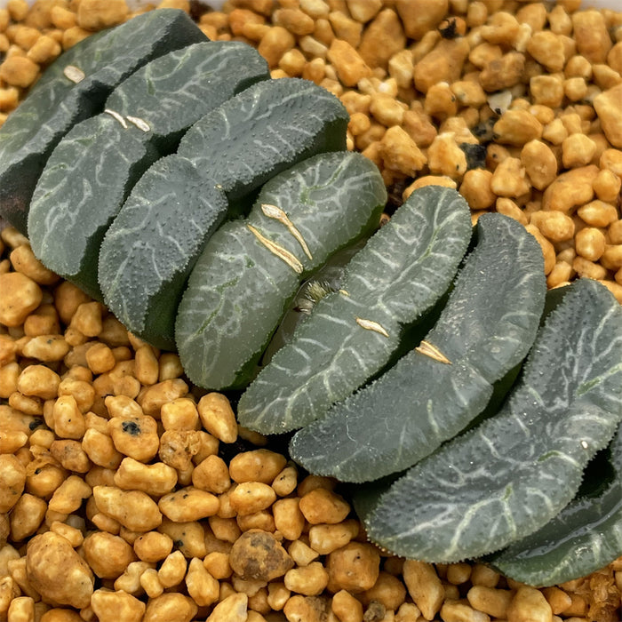 Haworthia Truncata