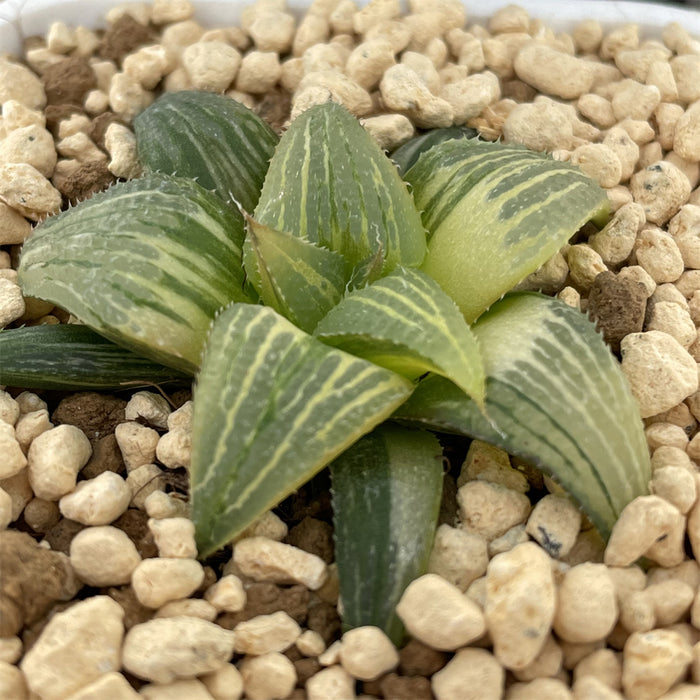 Haworthia Variegated  'Badia Hybrid '