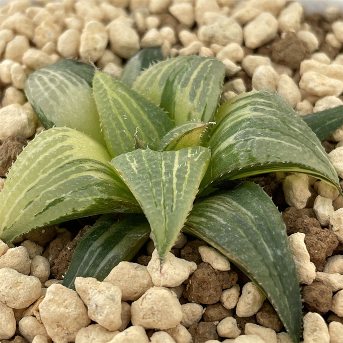 Haworthia Variegated  'Badia Hybrid '
