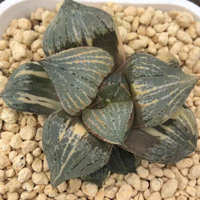 Haworthia Variegated Picta