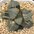 Haworthia Variegated Picta