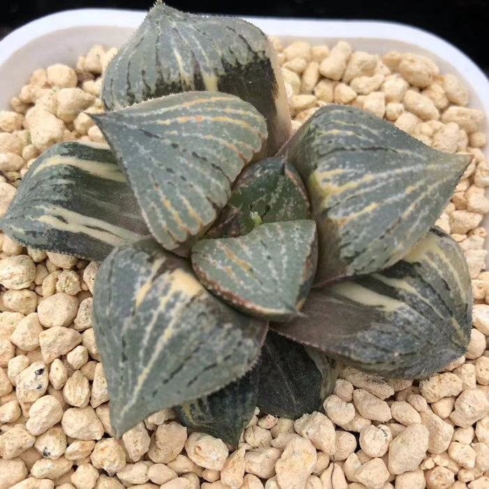 Haworthia Variegated Picta