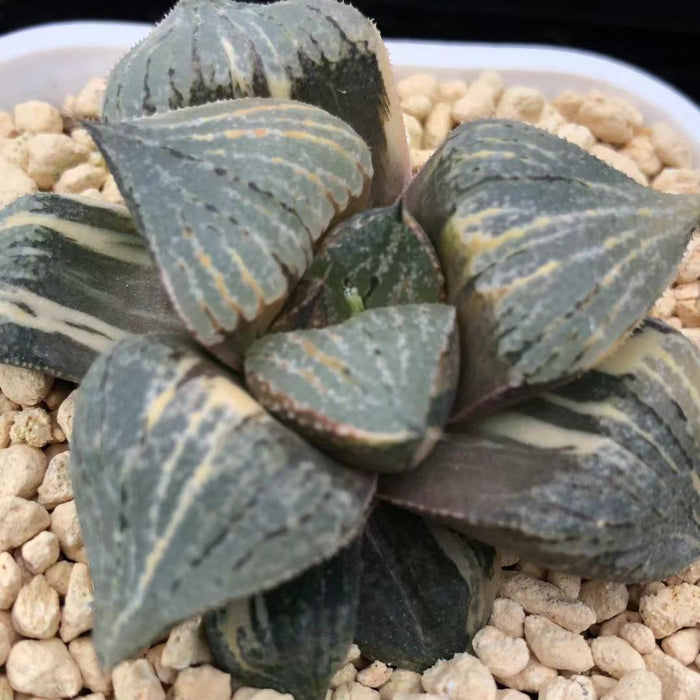 Haworthia Variegated Picta