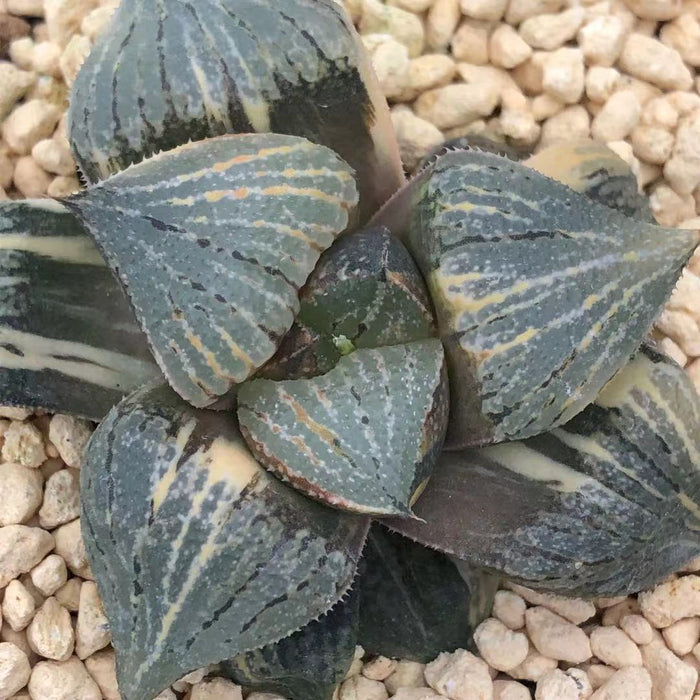Haworthia Variegated Picta