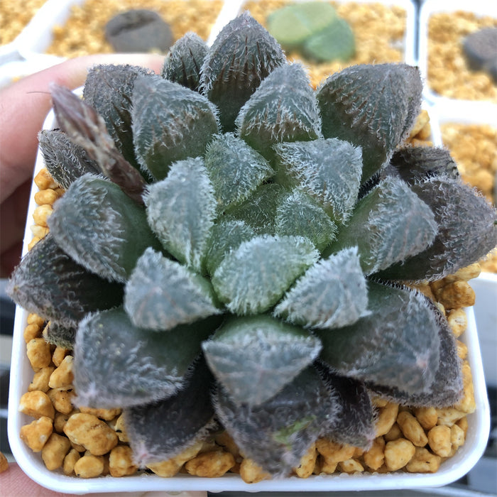 Haworthia Venusta Other