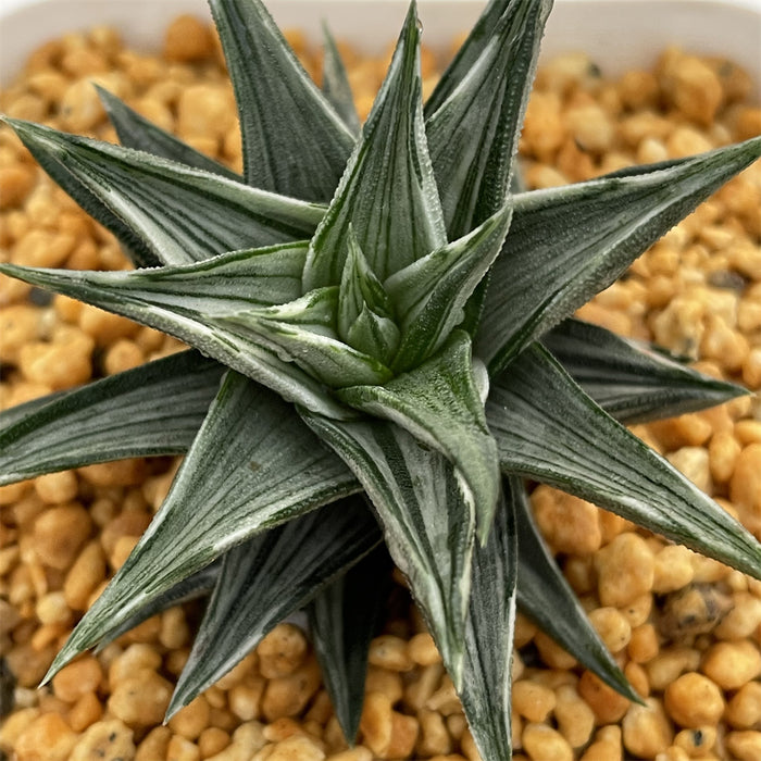 Haworthia Zouge no Tou variegated