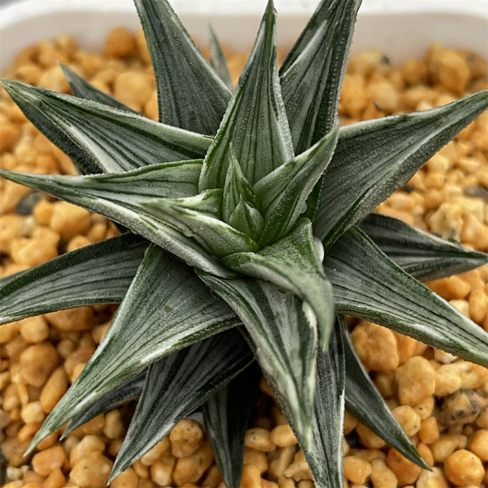 Haworthia Zouge no Tou variegated