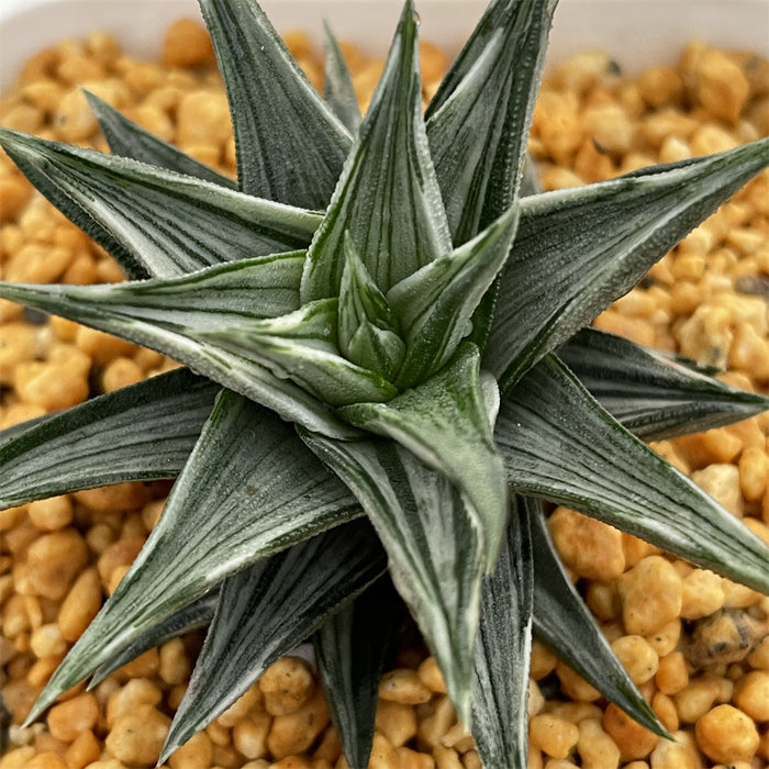 Haworthia Zouge no Tou variegated