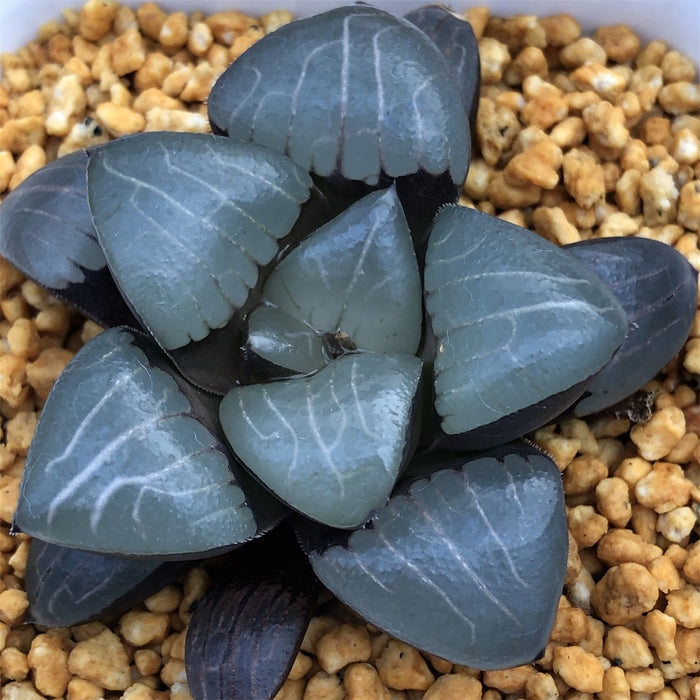 Hawothia 'Ice Soul' Other