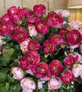 Hot Pink Peony Bush 16 heads