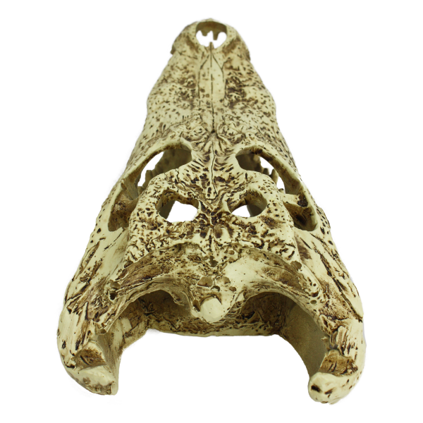 Komodo Alligator Skull